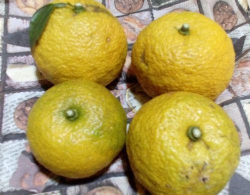 yuzu.jpg